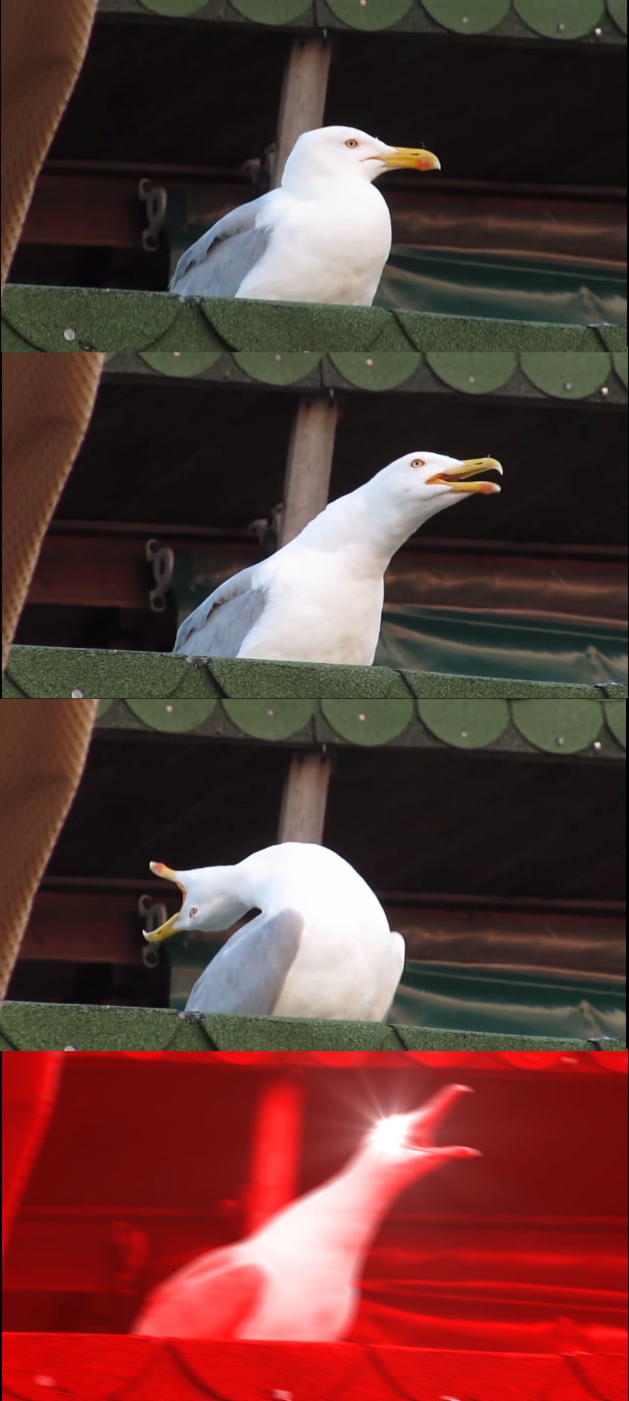 Seagull Yelling